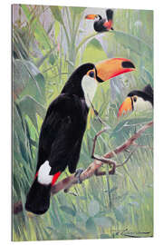 Gallery print Great Toucan