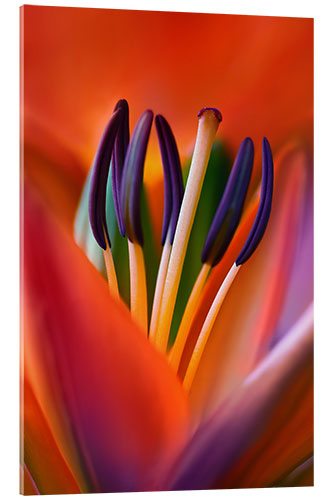 Acrylic print A lily in all its glory