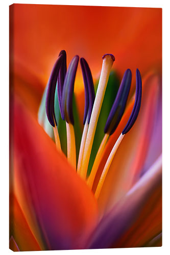 Canvas print A lily in all its glory