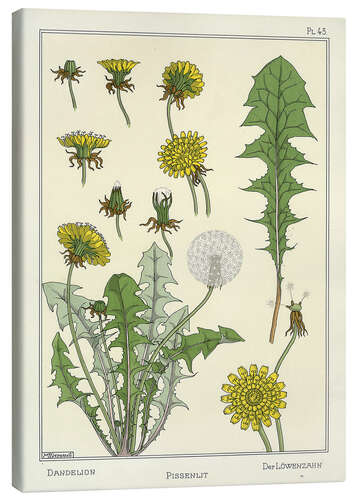 Canvas print Dandelion