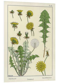 Foam board print Dandelion