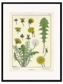 Framed art print Dandelion