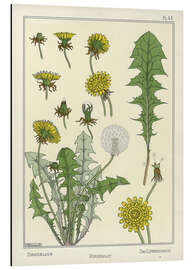 Magnettafel Löwenzahn