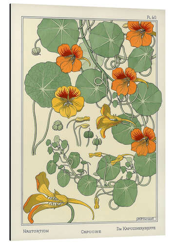 Aluminium print Nasturtium