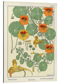 Magnettafel Kapuzinerkresse