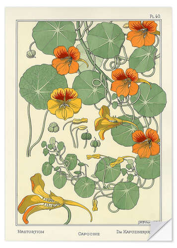 Wall sticker Nasturtium