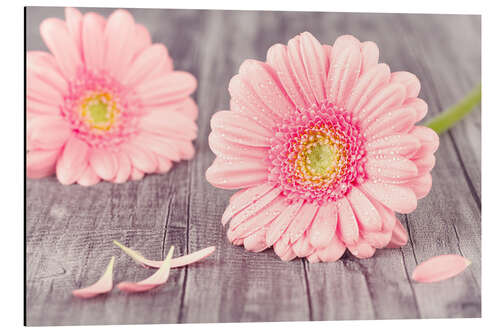 Quadro em alumínio Pink Gerbera