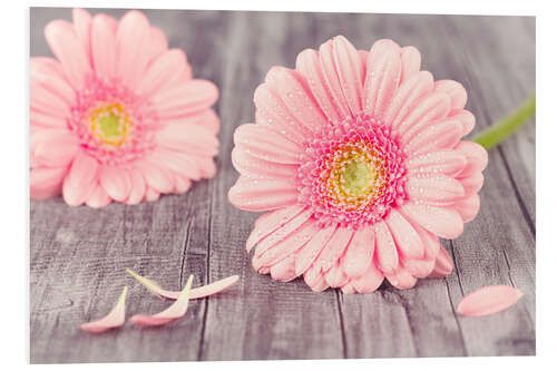 Foam board print Pink Gerbera