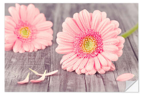 Vinilo para la pared Pink Gerbera