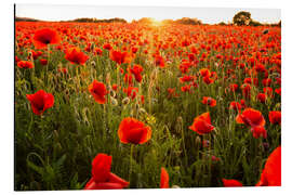 Quadro em alumínio Poppy field with sunset