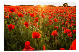 Quadro em PVC Poppy field with sunset