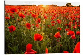 Gallery print Poppy field with sunset