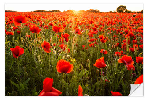 Muursticker Poppy field with sunset