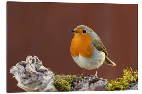 Acrylic print robin