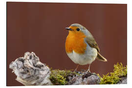 Aluminium print robin