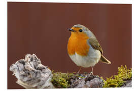 Foam board print robin