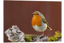 Gallery print robin