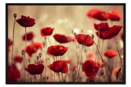 Gerahmter Kunstdruck Mohnwiese