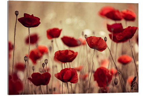 Quadro em plexi-alumínio Poppy Meadow