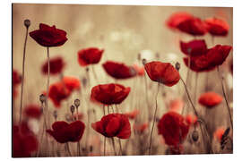 Magnettafel Mohnwiese