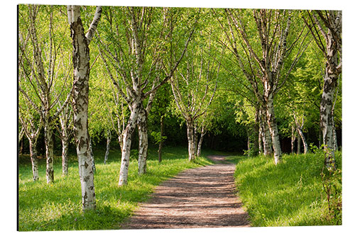 Alubild Idyllischer Birkenwald im Frühling