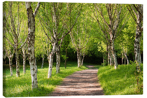 Canvas print Idyllic Beech Forest during Spring