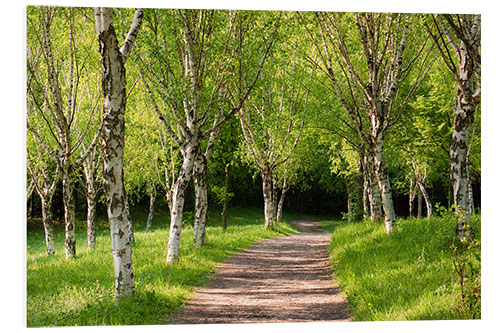 Hartschaumbild Idyllischer Birkenwald im Frühling