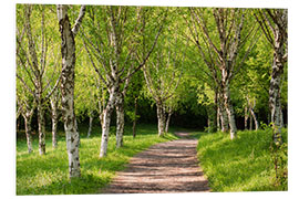 Quadro em PVC Idyllic Beech Forest during Spring