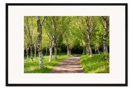 Gerahmter Kunstdruck Idyllischer Birkenwald im Frühling