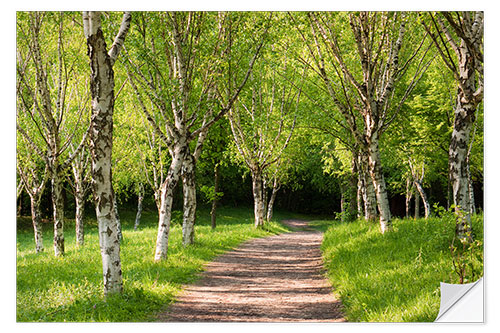 Wall sticker Idyllic Beech Forest during Spring