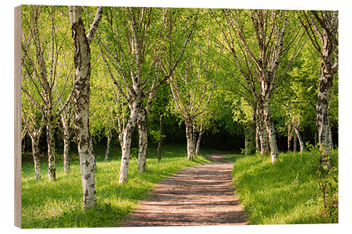 Holzbild Idyllischer Birkenwald im Frühling