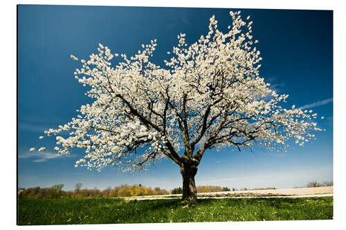 Aluminium print Single blossoming tree in spring