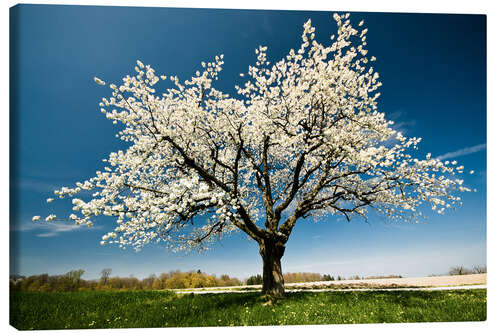 Leinwandbild Blühender Baum im Frühling