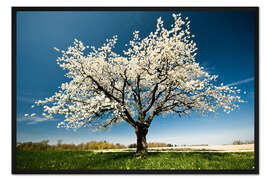 Gerahmter Kunstdruck Blühender Baum im Frühling
