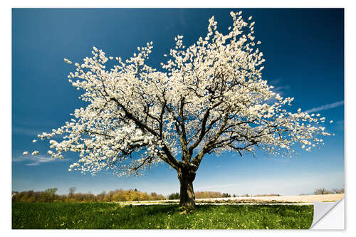 Vinilo para la pared Single blossoming tree in spring