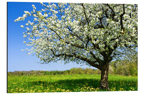 Aluminiumtavla Blossoming trees in spring rural meadow