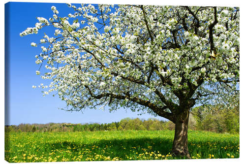 Quadro em tela Blossoming trees in spring rural meadow