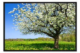 Gerahmter Kunstdruck Blühender Baum im Frühling auf grüner Wiese