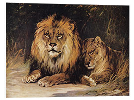 Foam board print Lions