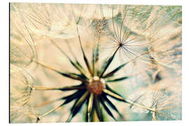 Aluminiumsbilde Dandelion Flirt