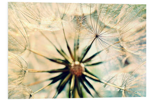 Cuadro de PVC Dandelion Flirt