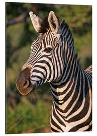 Tableau en aluminium Zebra in Africa, wildlife