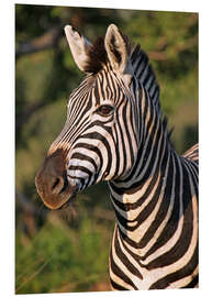 Foam board print Zebra in Africa, wildlife