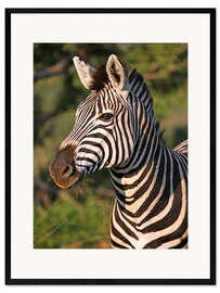 Impressão artística com moldura Zebra in Africa, wildlife