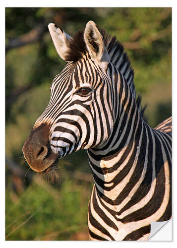 Selvklebende plakat Zebra in Africa, wildlife