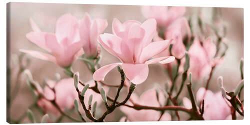 Obraz na płótnie Magnolia Blossoms Panorama III