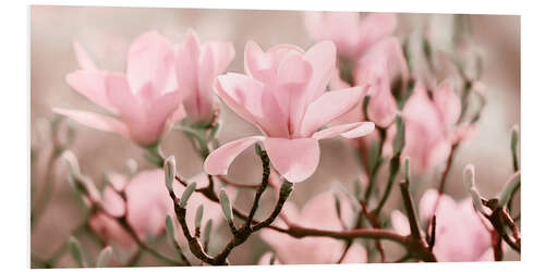 Foam board print Magnolia Blossoms Panorama III