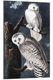 Aluminium print Snowy owls