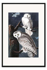 Gerahmter Kunstdruck Schnee-Eulen