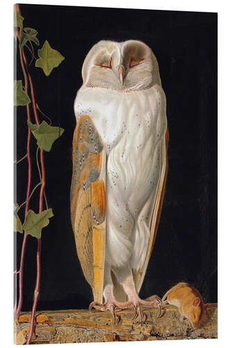 Acrylglasbild William James Webbe - Die weisse Eule